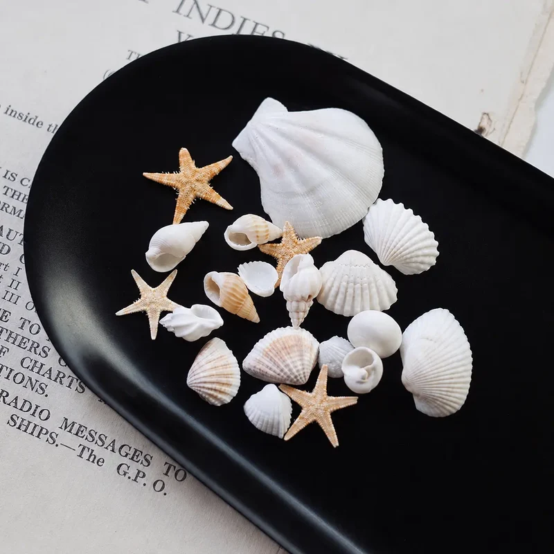 Estrellas, almejas y caracoles de mar para decoración (insumo)