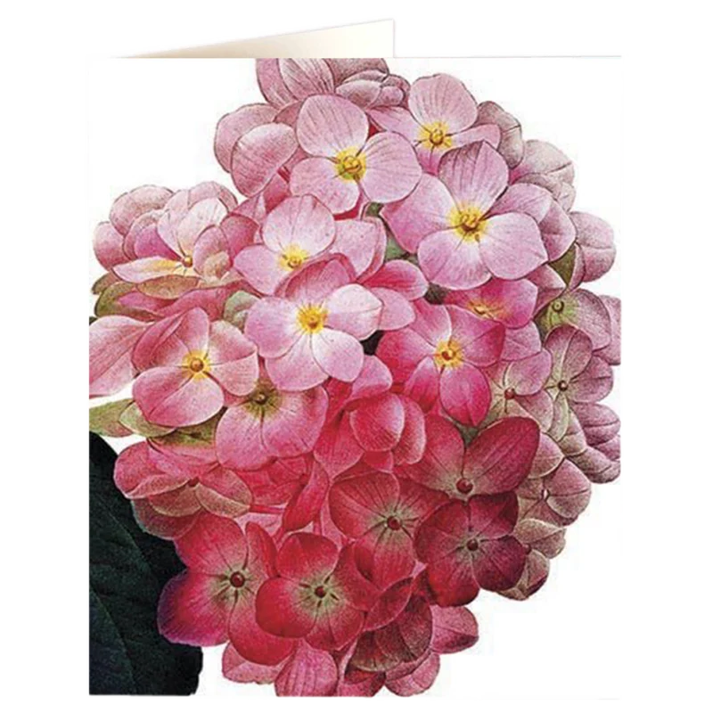 Hydrangea